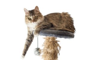 Home Care in Jenison MI: Are Cats a Good Idea for Seniors?
